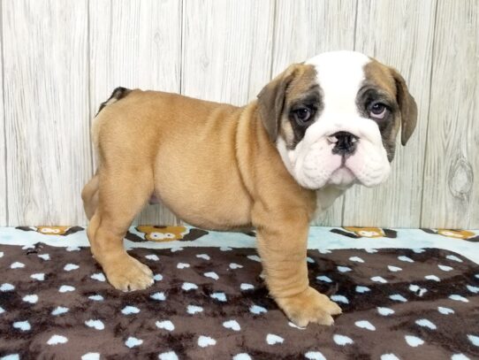 Bulldog DOG Male Fawn / White 12978 Petland Pensacola, Florida