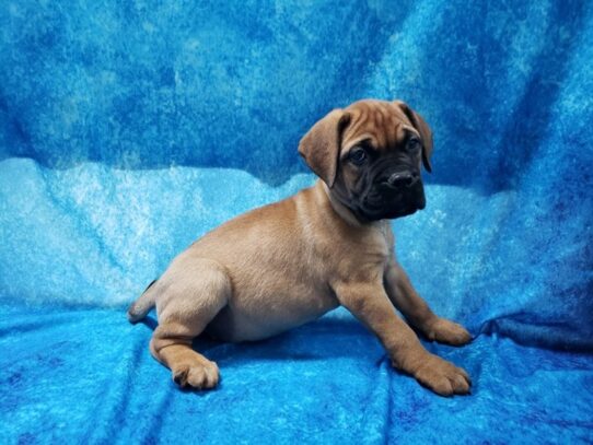 Bull Mastiff-DOG-Female-Red Fawn-12935-Petland Pensacola, Florida