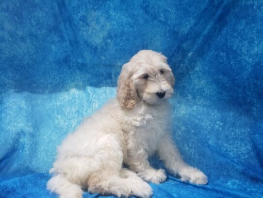 Goldendoodle 2nd Gen-DOG-Female-Cream-12925-Petland Pensacola, Florida