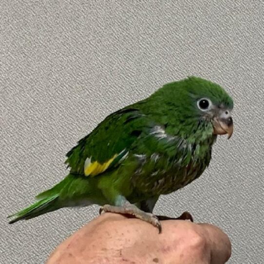 Canary Winged Parakeet-BIRD-Unknown--930-Petland Pensacola, Florida