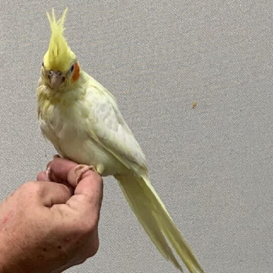 Cockatiel-BIRD-Female-LUTINO-891-Petland Pensacola, Florida