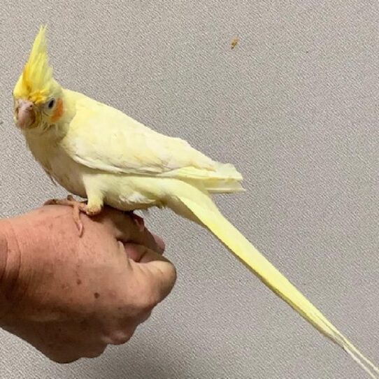 Cockatiel-BIRD-Female-LUTINO-892-Petland Pensacola, Florida