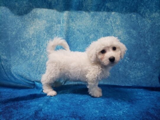 Bichon Frise DOG Male White 12945 Petland Pensacola, Florida