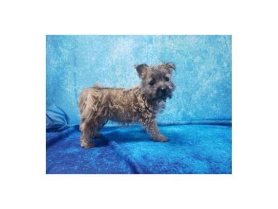 Cairn Terrier-DOG-Female-Wheaten-12936-Petland Pensacola, Florida