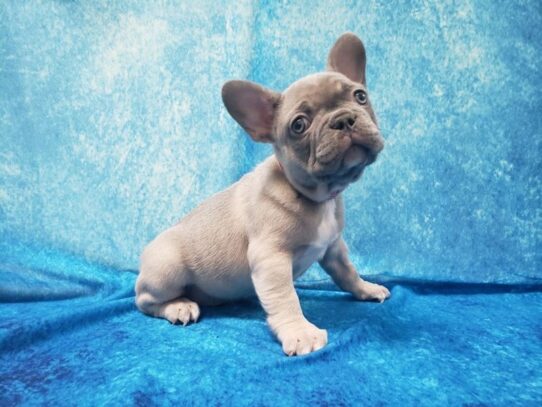 French Bulldog DOG Female Blue Fawn 12947 Petland Pensacola, Florida