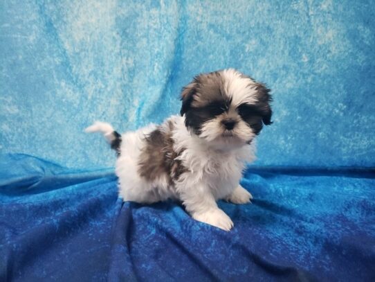 Shih Tzu DOG Male Gold / White 12944 Petland Pensacola, Florida