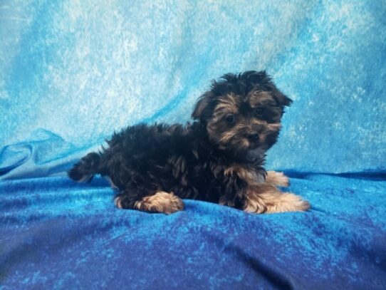 Silkese DOG Male Black / Tan 12943 Petland Pensacola, Florida