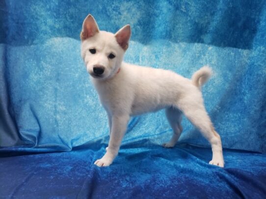 Shiba Inu DOG Female Cream 12937 Petland Pensacola, Florida