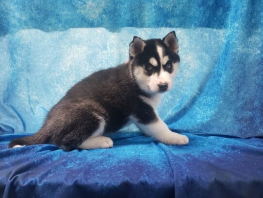 Siberian Husky DOG Male Black / White 12941 Petland Pensacola, Florida