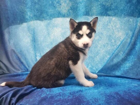 Siberian Husky DOG Female Black / White 12942 Petland Pensacola, Florida