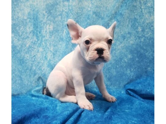 French Bulldog DOG Male Piebald 12948 Petland Pensacola, Florida