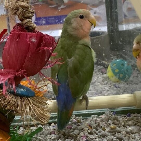 Lovebird-BIRD-Unknown-Peachface-850-Petland Pensacola, Florida