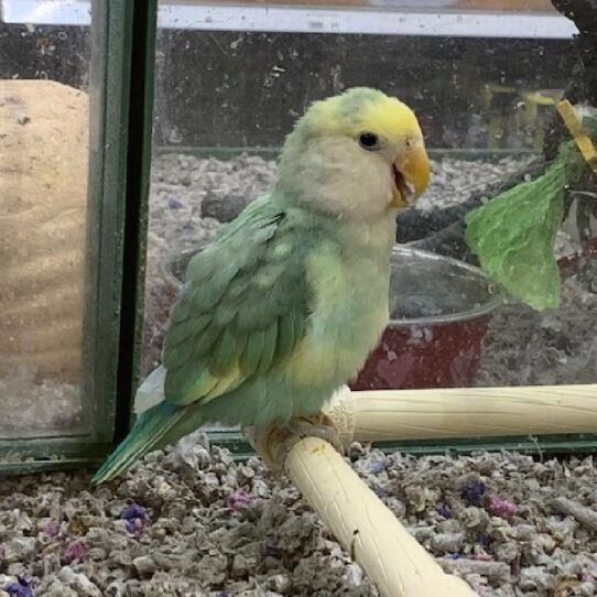 Lovebird BIRD Unknown Peachface 851 Petland Pensacola, Florida