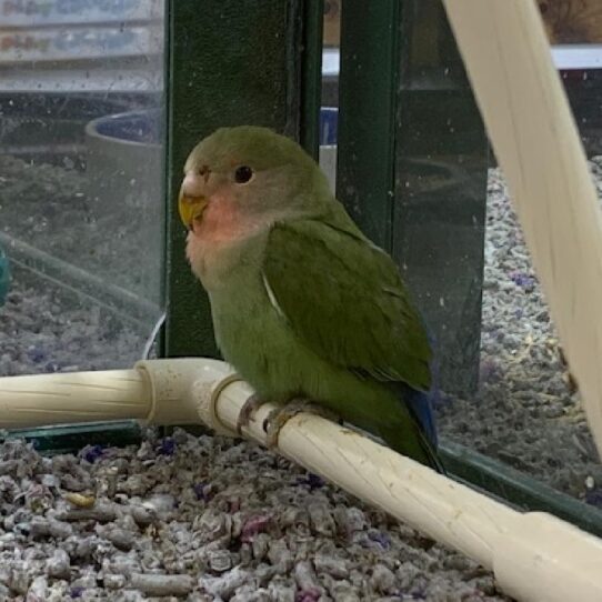 Lovebird-BIRD-Unknown-Peachface-852-Petland Pensacola, Florida