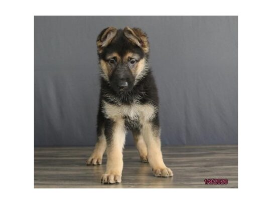 German Shepherd Dog DOG Female Black / Tan 12964 Petland Pensacola, Florida