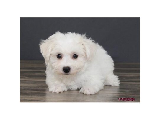 Maltichon DOG Male White 12963 Petland Pensacola, Florida