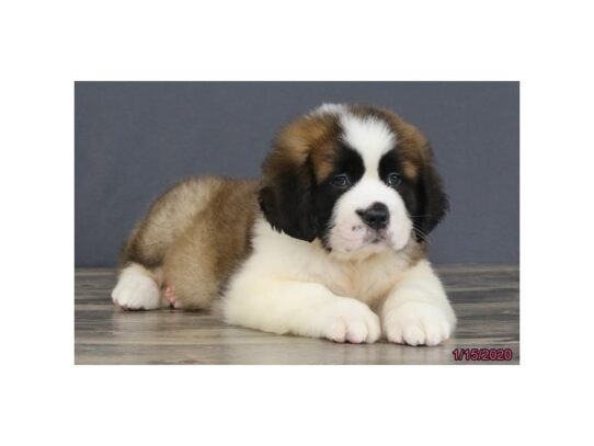 Saint Bernard DOG Male Sable / White 12970 Petland Pensacola, Florida