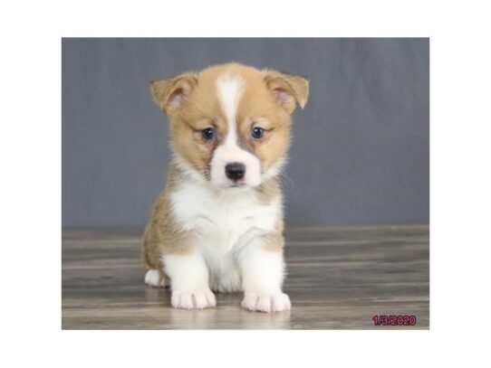 Pembroke Welsh Corgi DOG Male Red / White 12969 Petland Pensacola, Florida