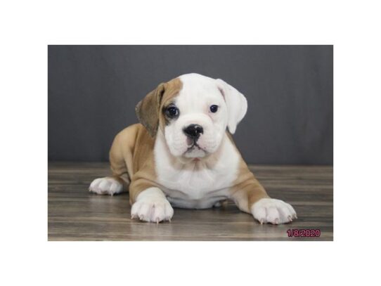 Olde Bulldog DOG Female Fawn / White 12959 Petland Pensacola, Florida