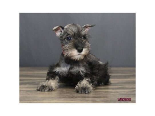 Miniature Schnauzer DOG Female Salt / Pepper 12968 Petland Pensacola, Florida