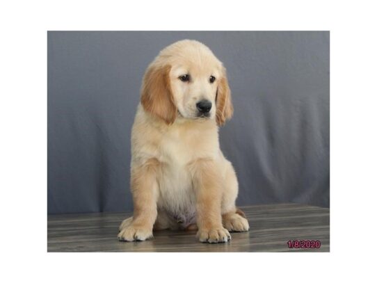 Golden Retriever DOG Male Golden 12979 Petland Pensacola, Florida