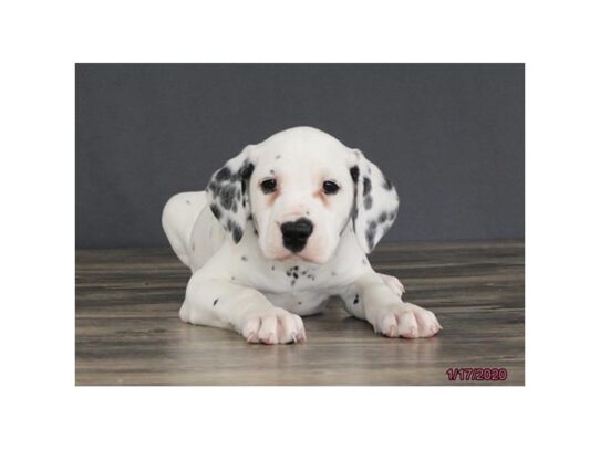 Dalmatian DOG Male Black / White 12975 Petland Pensacola, Florida