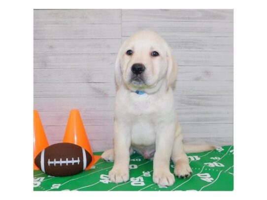 Labrador Retriever DOG Male Yellow 12954 Petland Pensacola, Florida