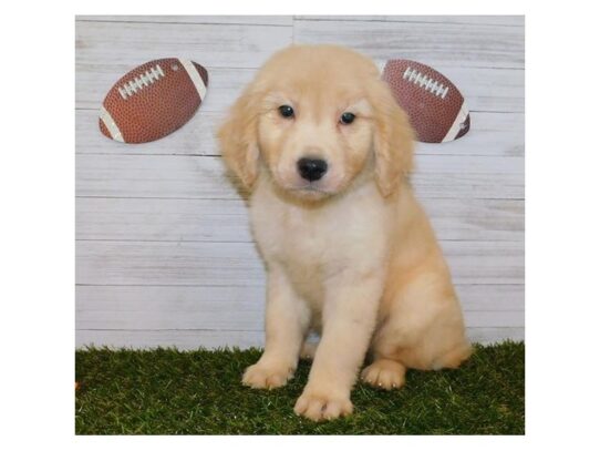 Golden Retriever DOG Female Golden 12953 Petland Pensacola, Florida