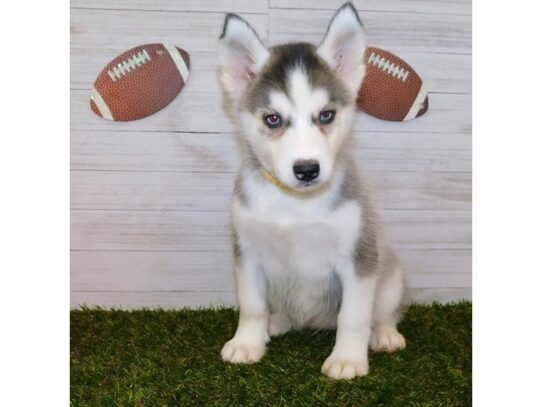 Siberian Husky DOG Female Black / White 12955 Petland Pensacola, Florida