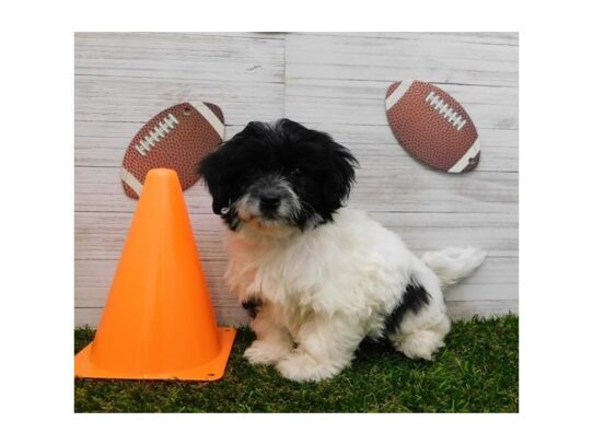 Havapoo-DOG-Male-Black / White-12956-Petland Pensacola, Florida