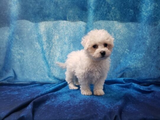 Bichon Frise DOG Male White 12951 Petland Pensacola, Florida