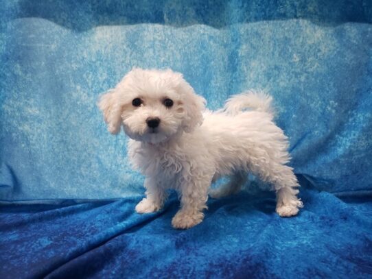 Bichon Frise DOG Female White 12976 Petland Pensacola, Florida