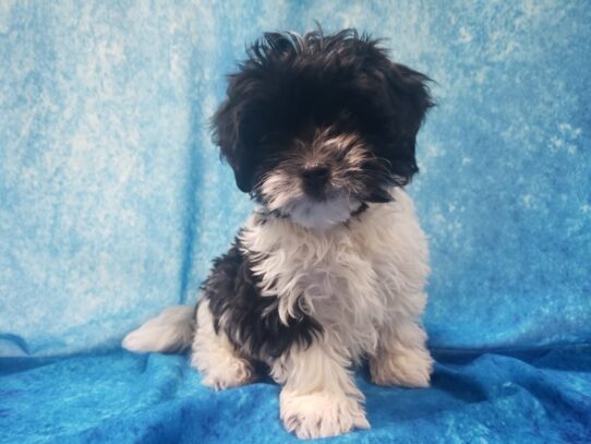 Cavapoo DOG Female Black / White 12960 Petland Pensacola, Florida