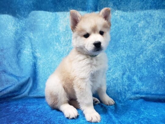 Chowsky-DOG-Female-Red / White-12957-Petland Pensacola, Florida