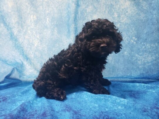 Cock A Poo DOG Female Black 12961 Petland Pensacola, Florida