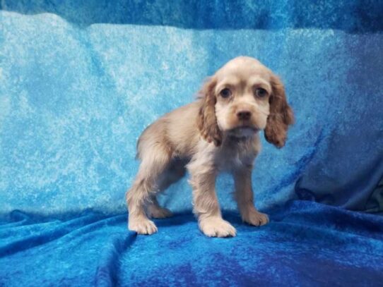 Cocker Spaniel DOG Female Buff 12971 Petland Pensacola, Florida