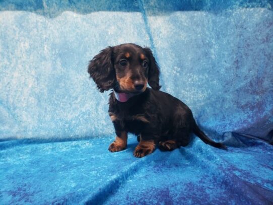 Dachshund DOG Female Black / Tan 12973 Petland Pensacola, Florida