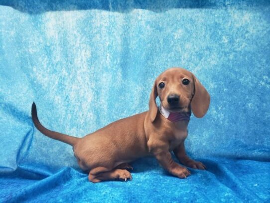 Dachshund DOG Female Red 12972 Petland Pensacola, Florida