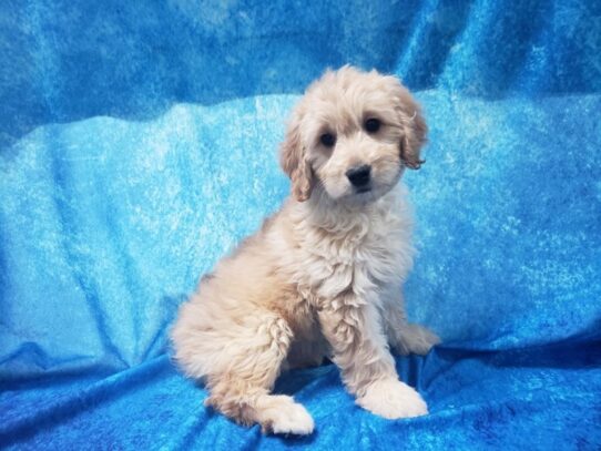 Goldendoodle Mini-DOG-Female-Golden-12965-Petland Pensacola, Florida