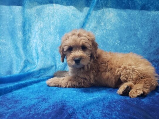 Goldendoodle Mini DOG Male Golden 12966 Petland Pensacola, Florida