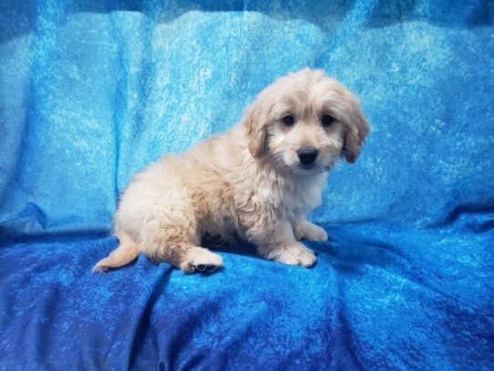 Goldendoodle Mini DOG Male Golden 12967 Petland Pensacola, Florida