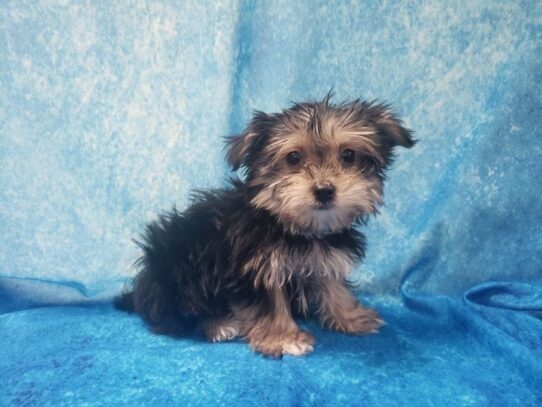 Morkie DOG Female Black / Tan 12949 Petland Pensacola, Florida