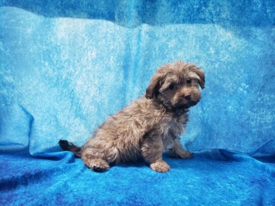 Havanese DOG Male Gold Sable 12962 Petland Pensacola, Florida