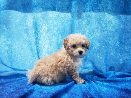 Poodle DOG Male Apricot 12950 Petland Pensacola, Florida