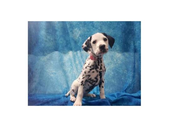 Dalmatian DOG Female Black / White 12974 Petland Pensacola, Florida