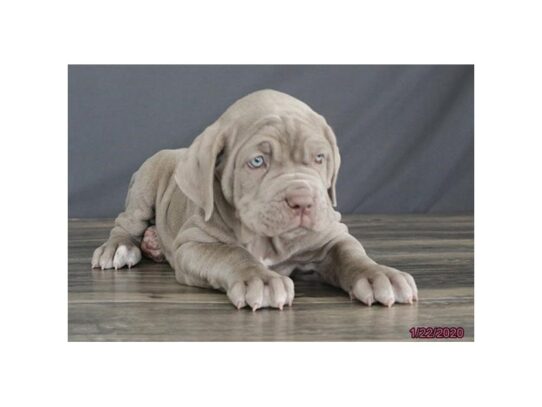 Neapolitan Mastiff DOG Female Tawny 12993 Petland Pensacola, Florida