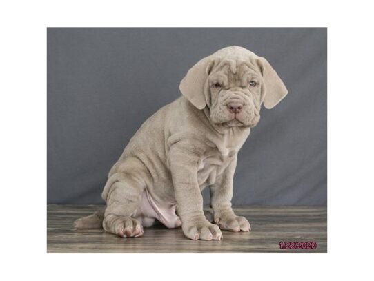 Neapolitan Mastiff-DOG-Male-Tawny-12994-Petland Pensacola, Florida