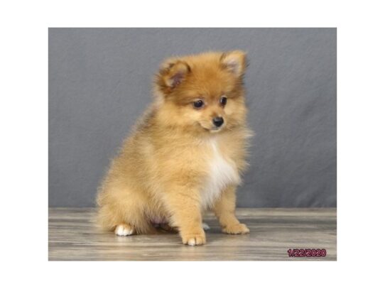 Pomeranian DOG Female Red Sable 12996 Petland Pensacola, Florida