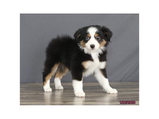 Miniature Australian Shepherd DOG Female Black 13004 Petland Pensacola, Florida