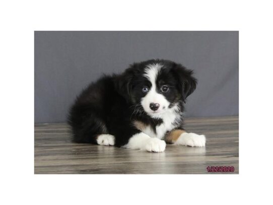 Miniature Australian Shepherd DOG Male Black 13005 Petland Pensacola, Florida